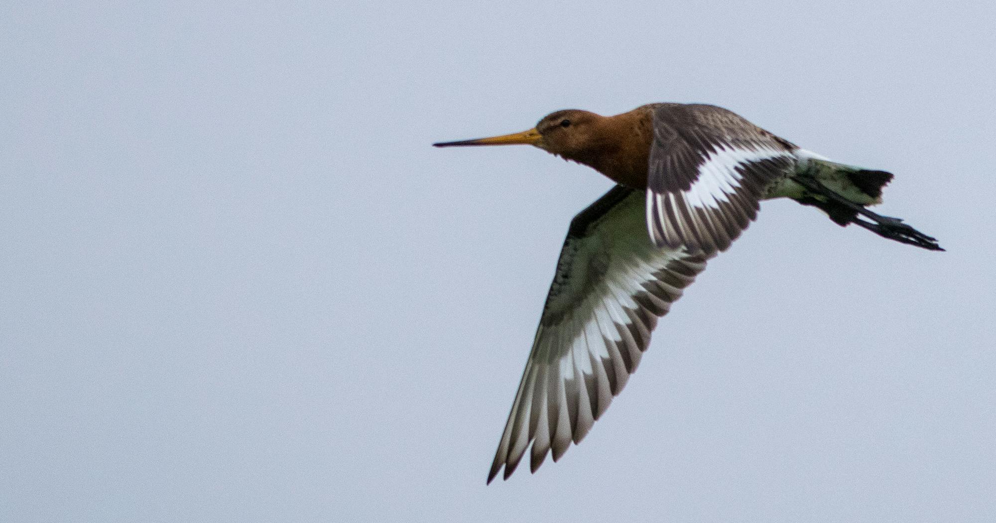 Black-tailed Godwit