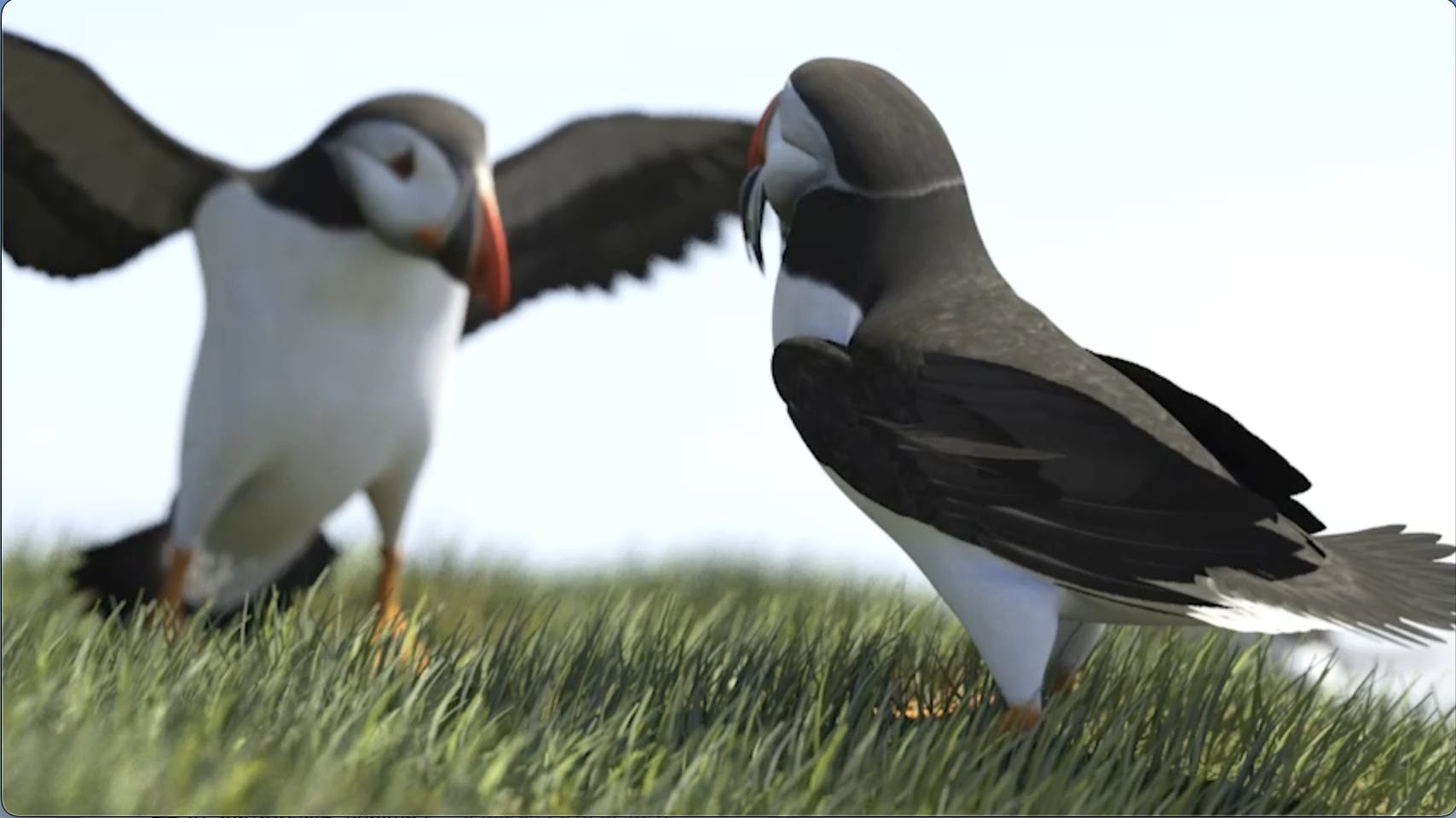 Puffins in Iceland