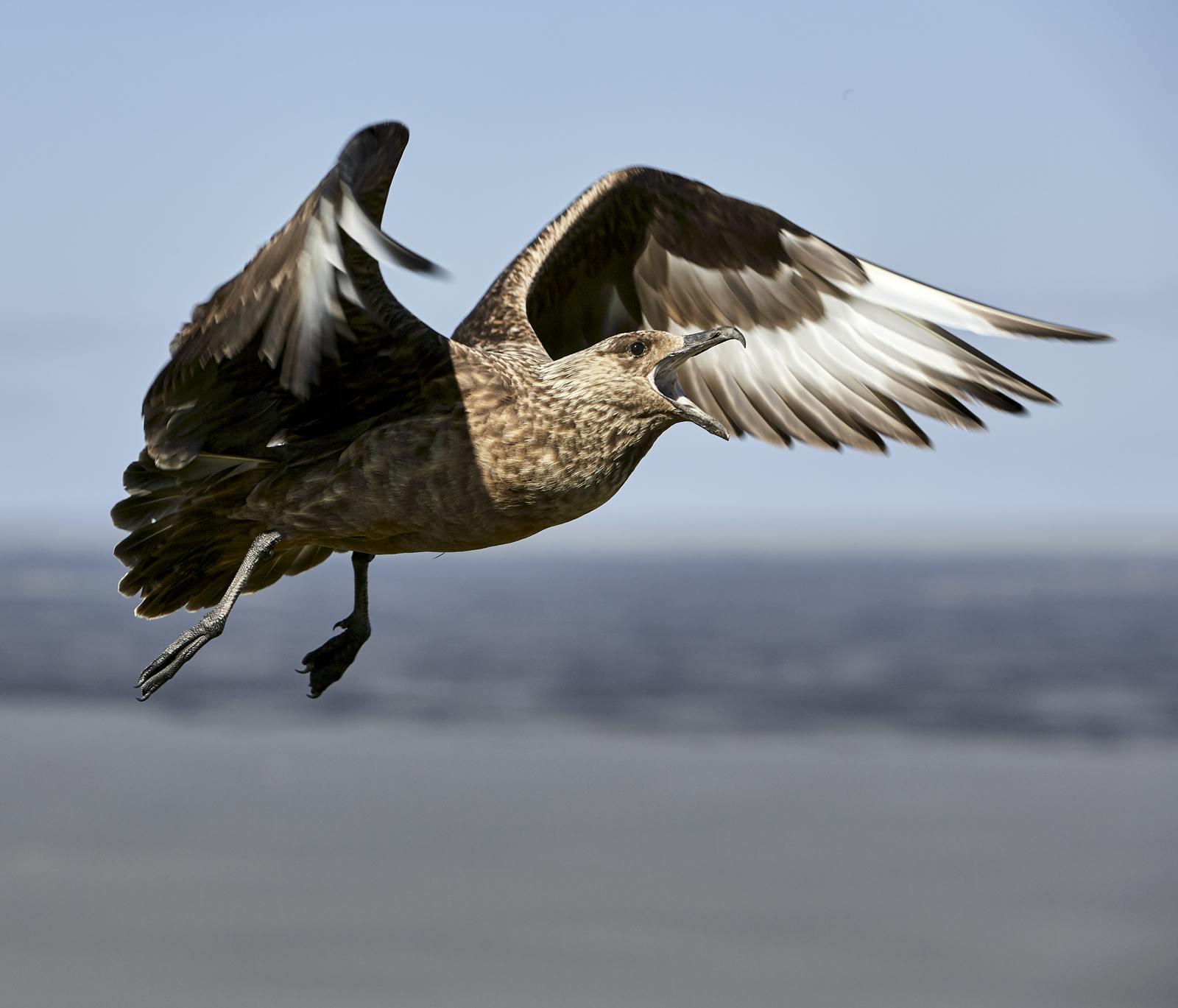 Skumur - Great Skua