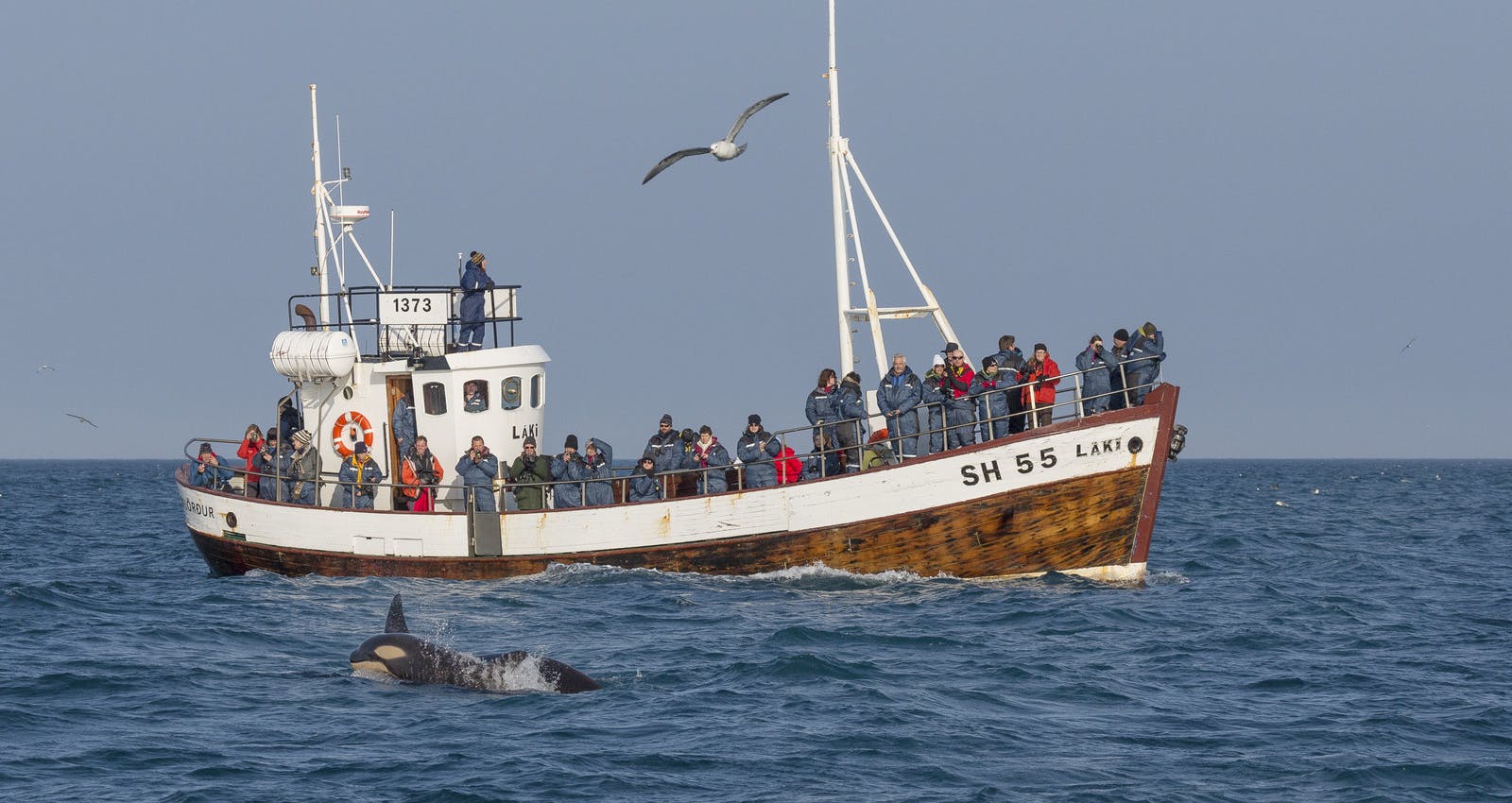 Whale watching Snæfellsnes