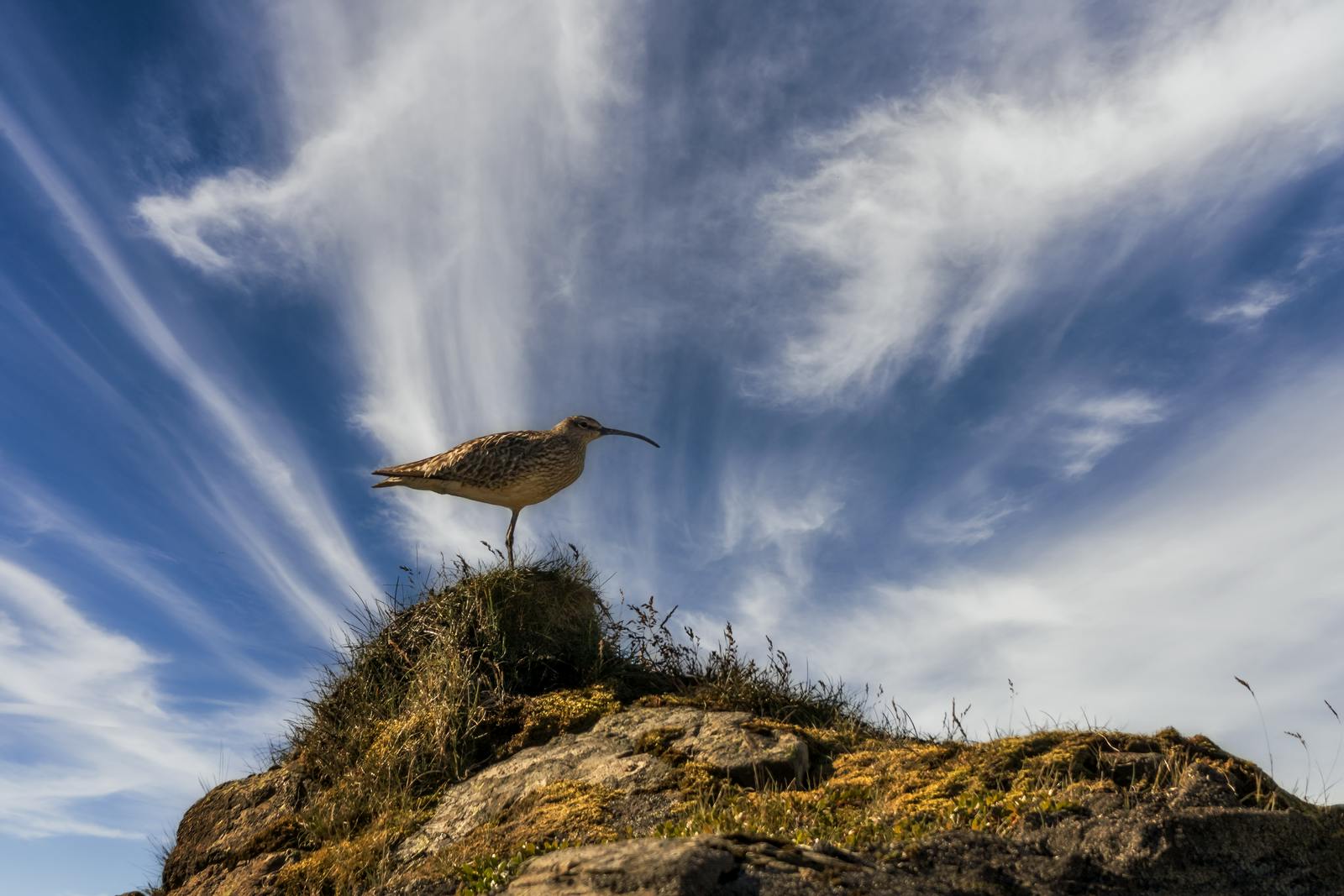 Eurasian Whimbrel in Iceland