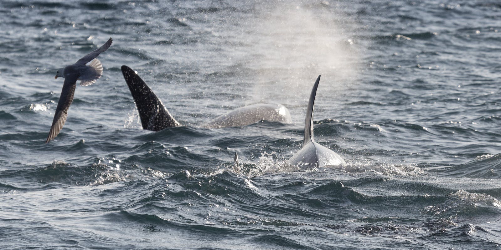 Whales and Dolphins in Iceland