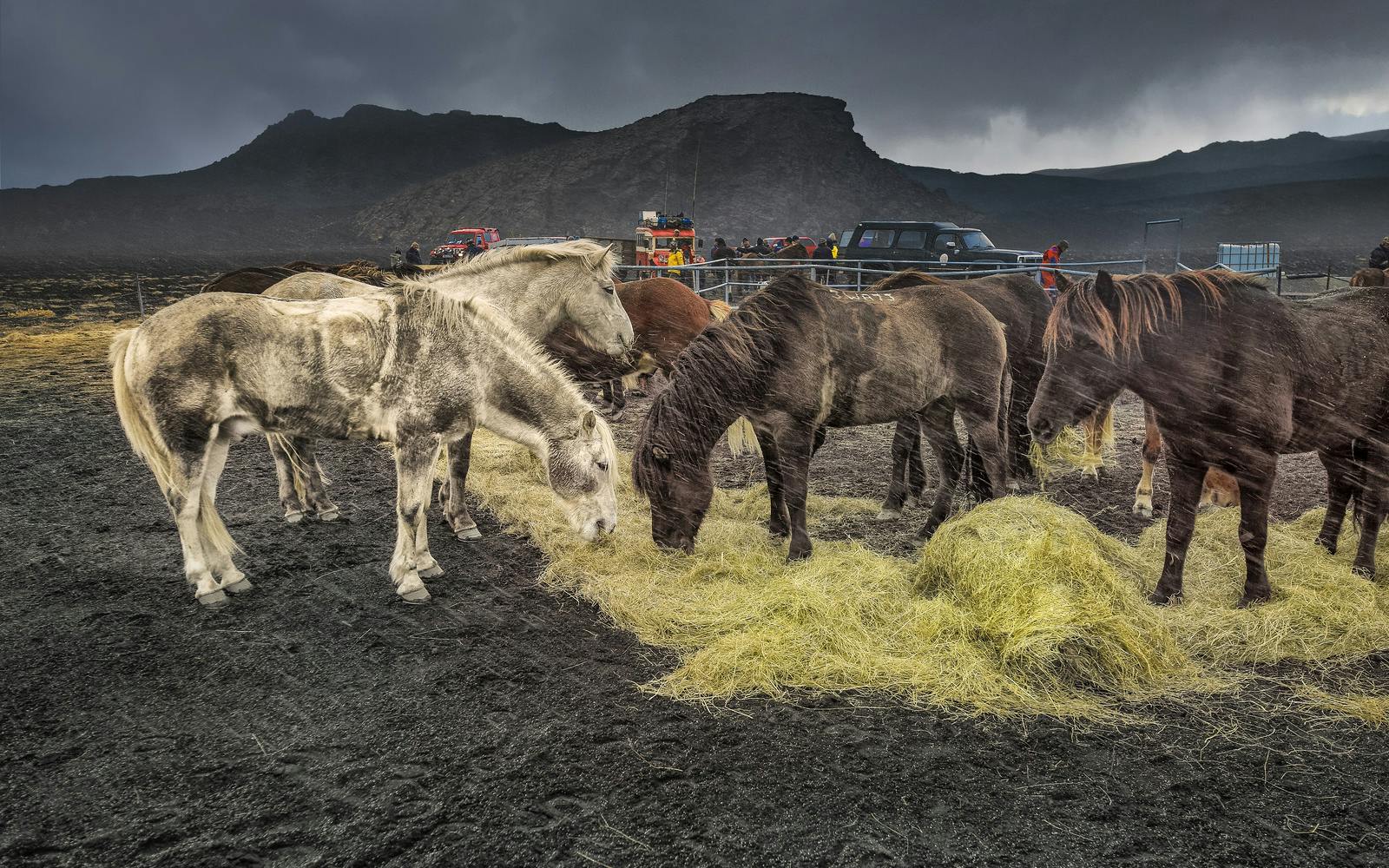 Icelandic horse