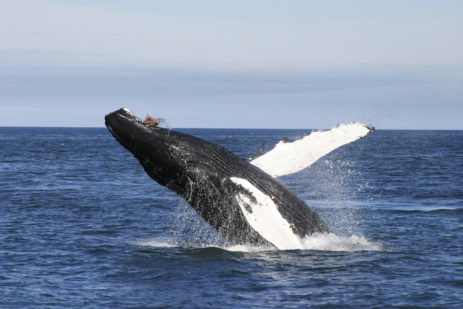 Whale jumping out of the sea