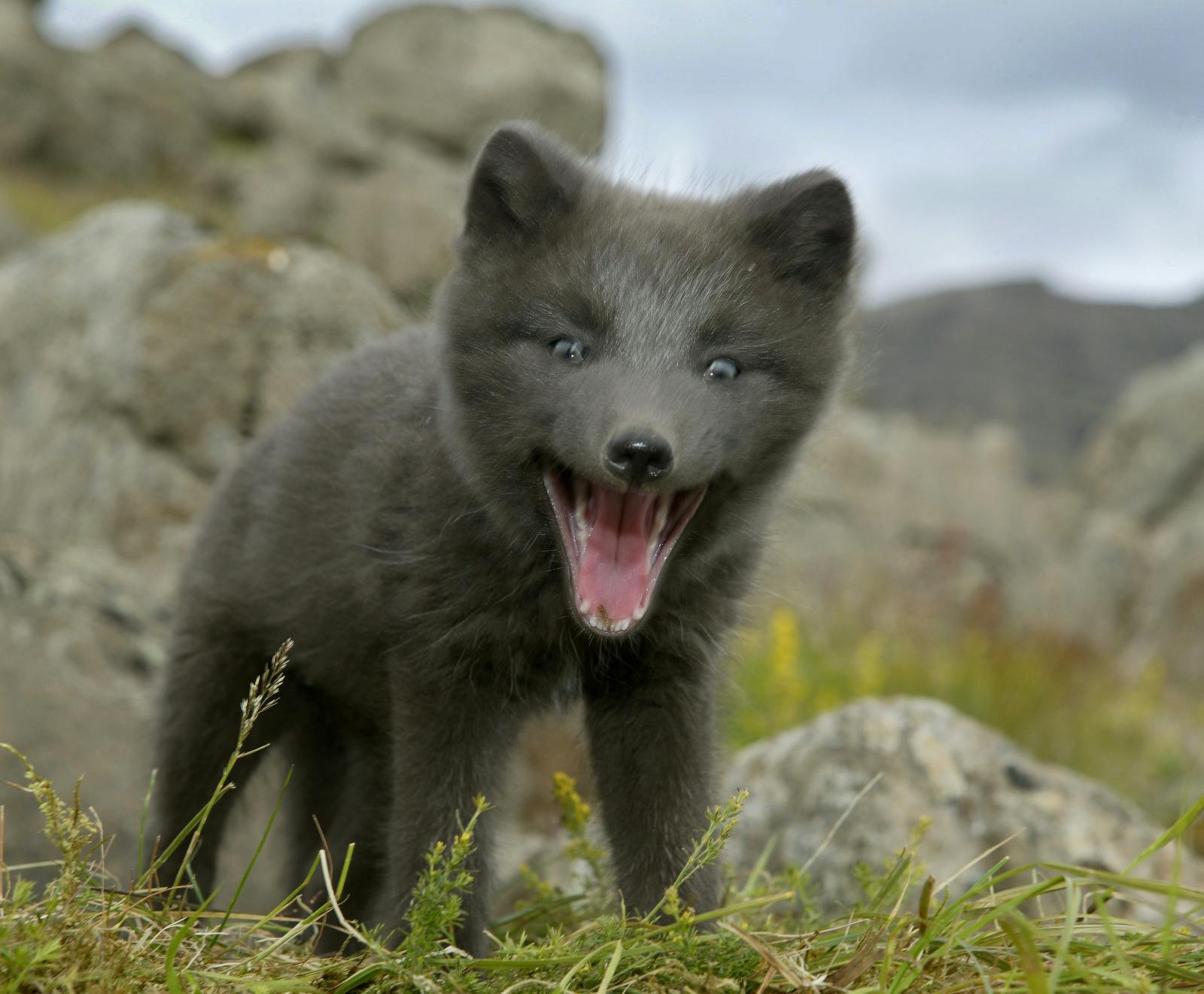 Arctic fox in Iceland