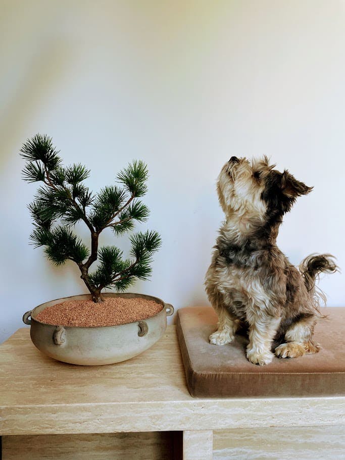 In this entry foyer by Persimmon Design, Earsley enjoys perching on his new bench to keep a lookout on the neighborhood! 