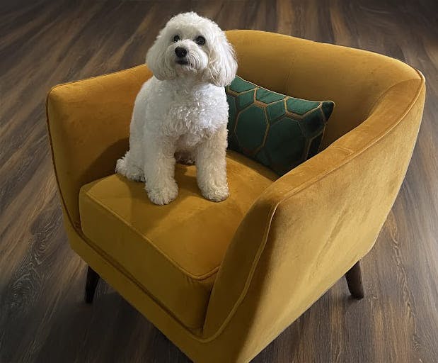 In this home by Persimmon Design, Buddy likes his jewel toned throne!