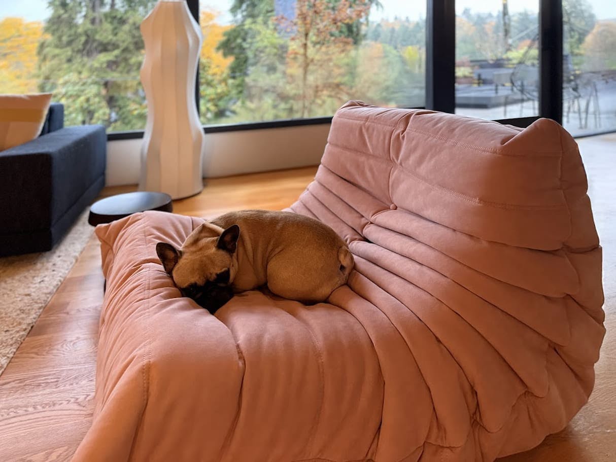 In this dog friendly home by Persimmon Design, Hubble loves that the engineered bamboo flooring can withstand his zoomies!