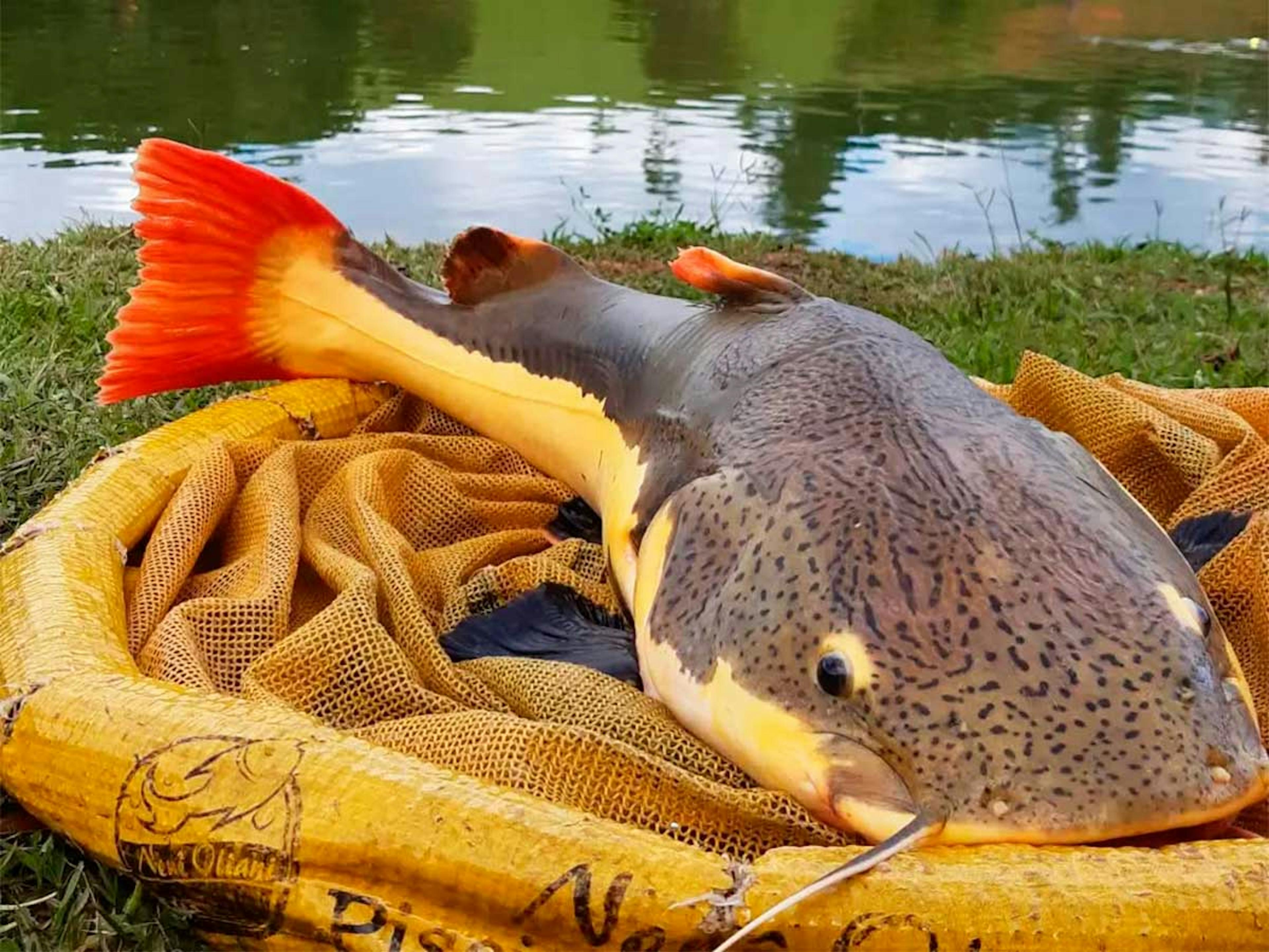 Peixe sendo devolvido no pesque e solte Nenê Oliani