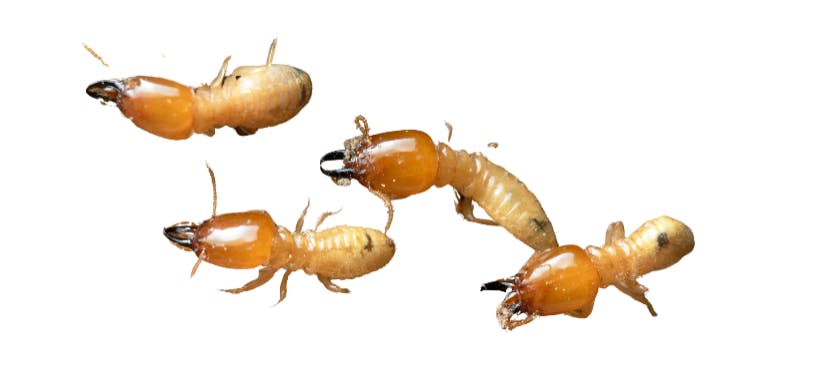 termites