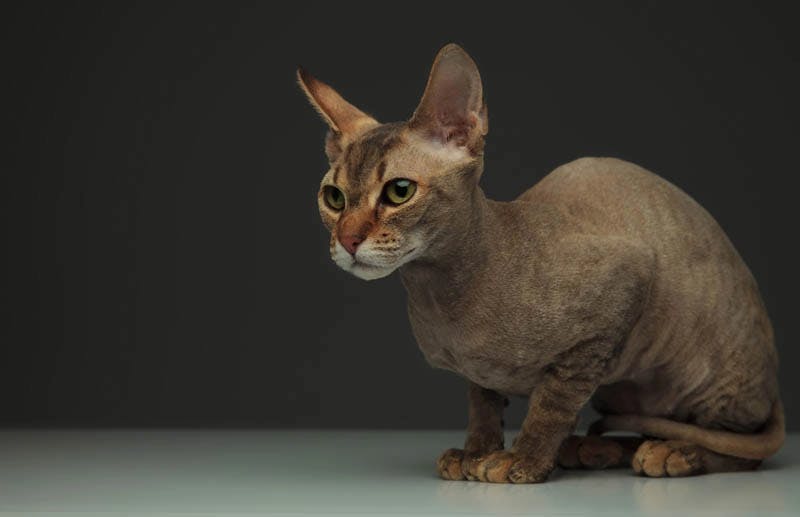 Peterbald cat