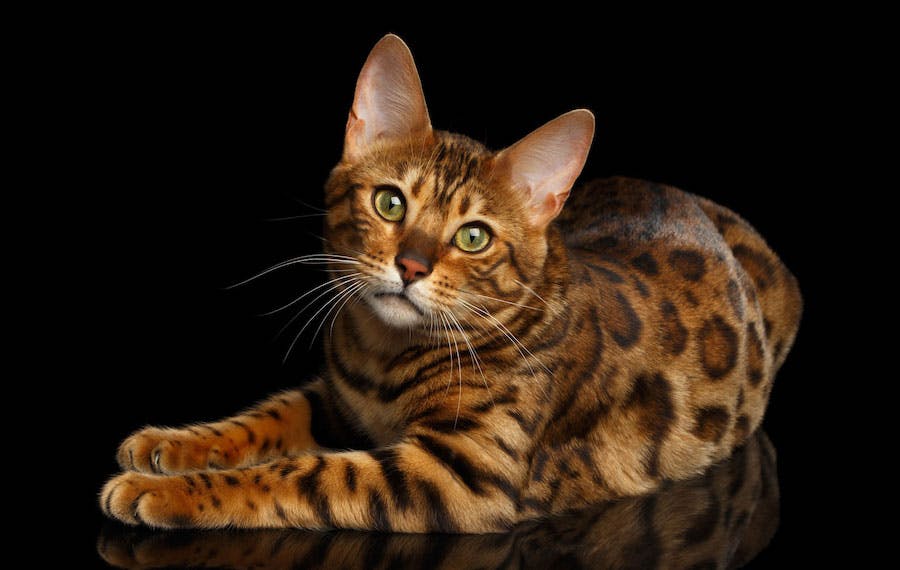 Bengal cat