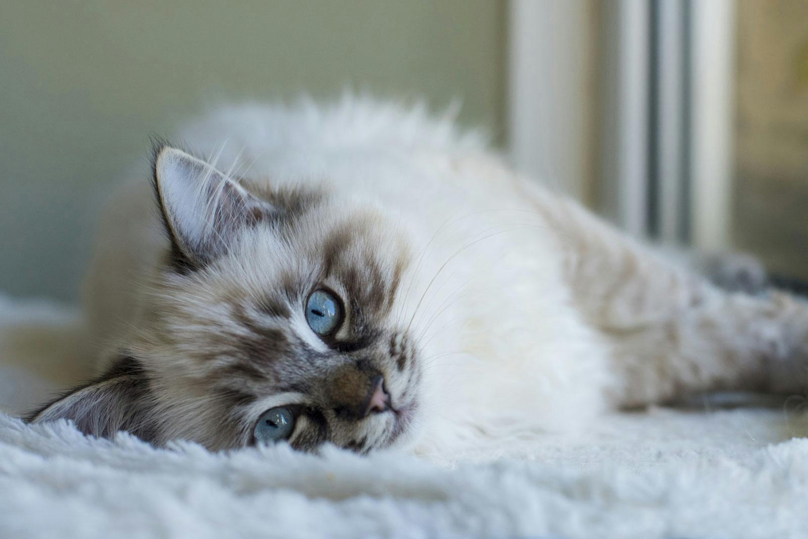 Ragdoll Cat