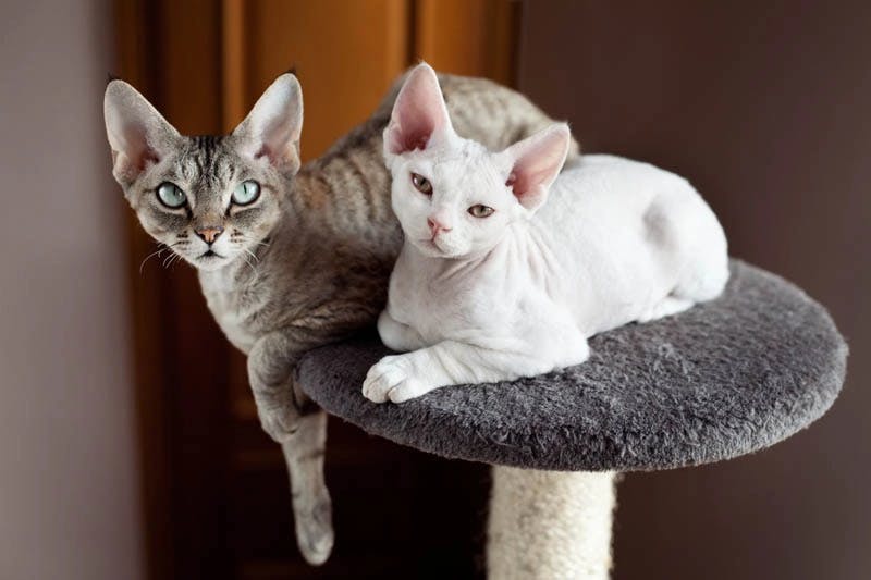 Devon Rex