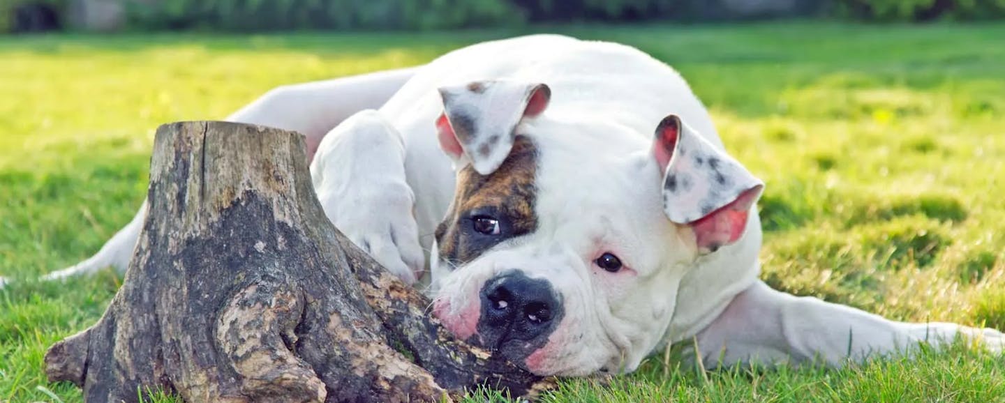 American Bulldog The Essential breed Guide Pets4You