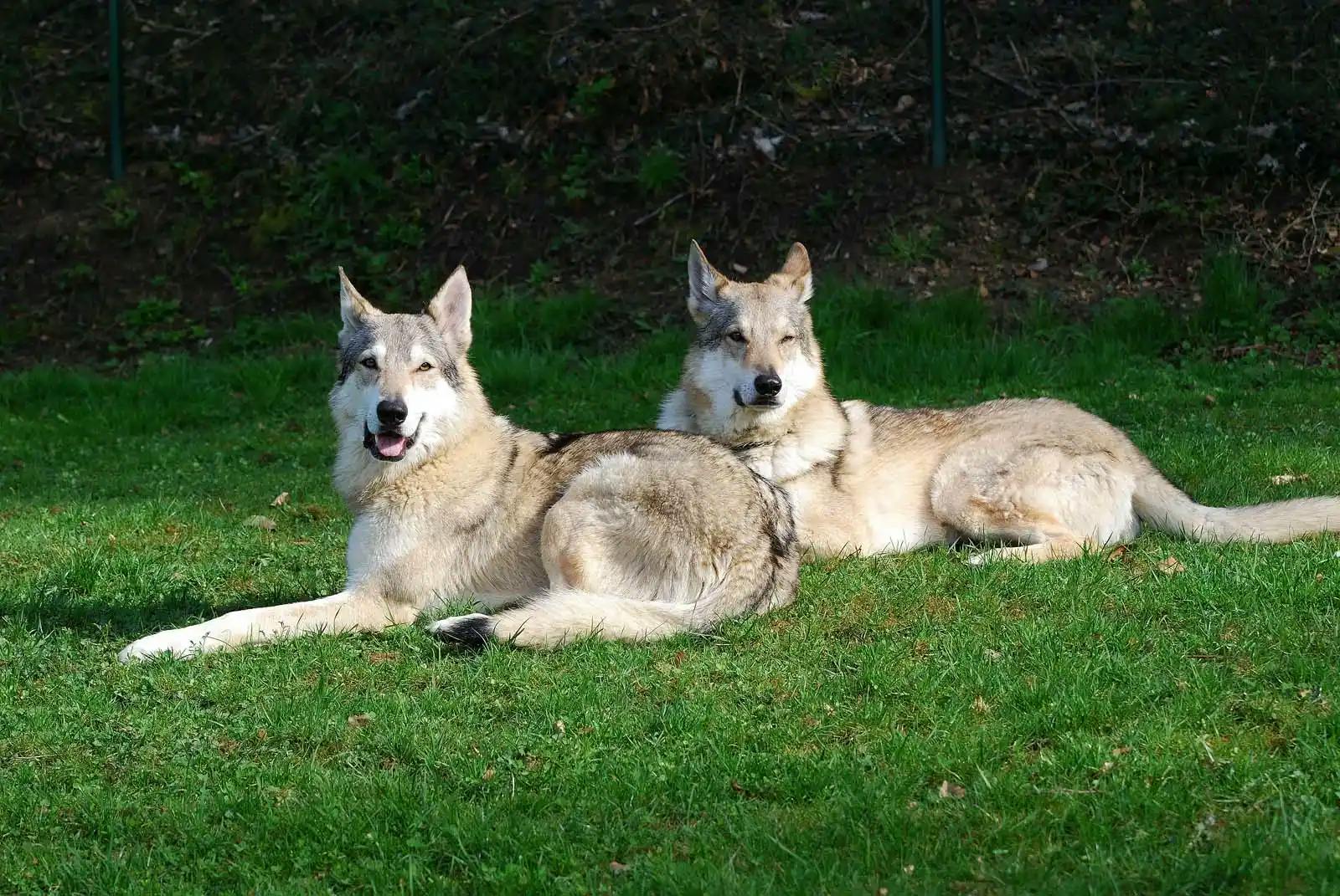 are czechoslovakian wolfdog hypoallergenic