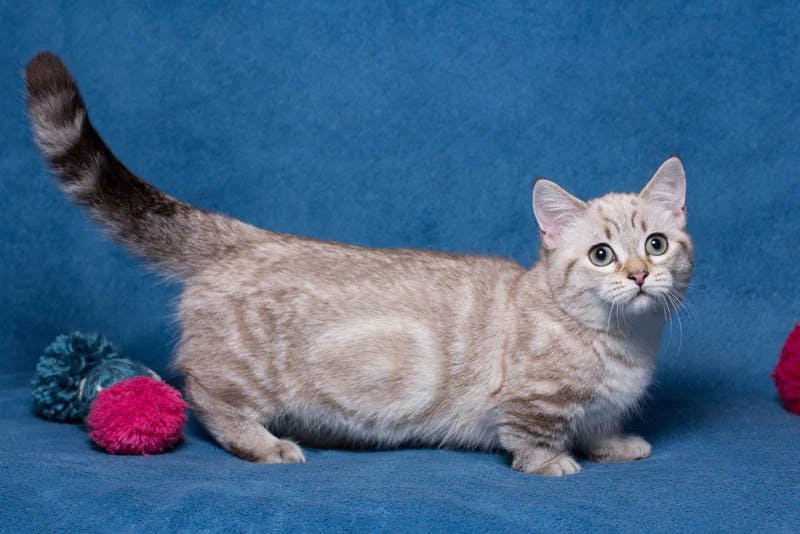 Munchkin cat