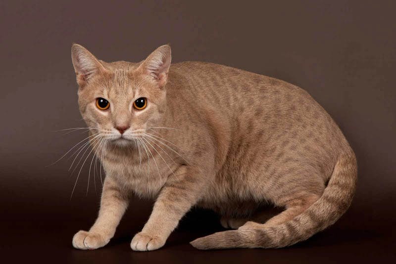 Ocicat