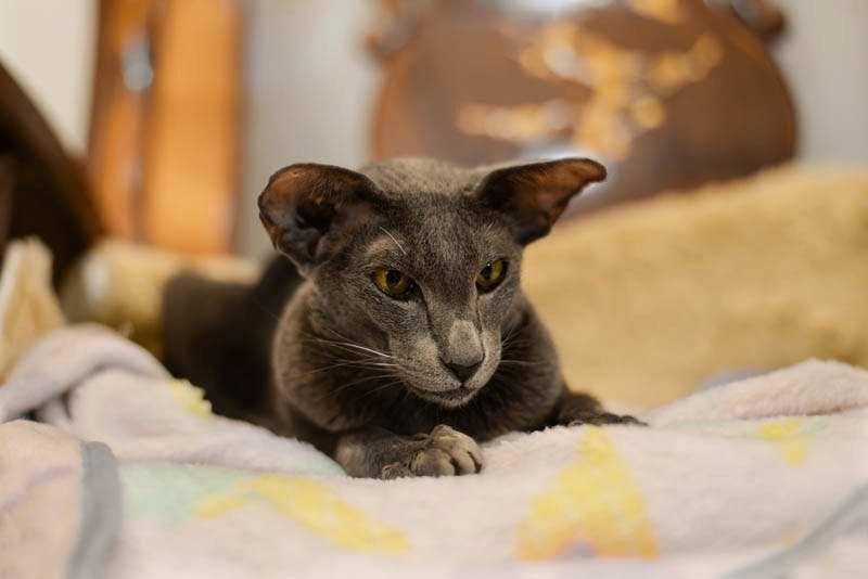 Oriental Shorthair