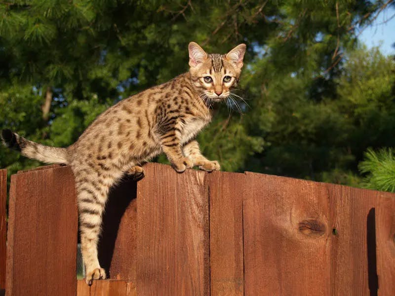 Savannah cat