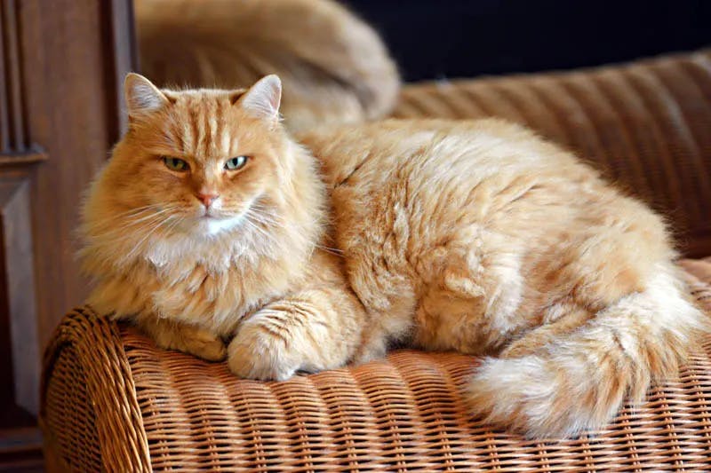 Siberian Cat