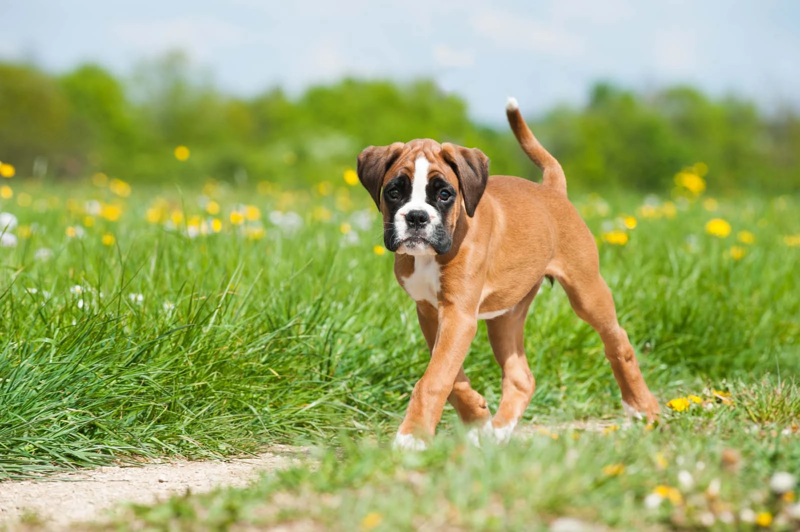 Boxer: The Essential Breed Guide | Pets4You