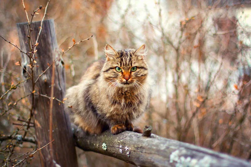 Siberian Cat