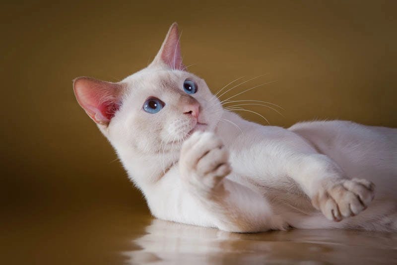 Tonkinese cat