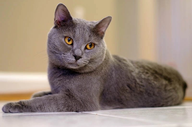 Chartreux