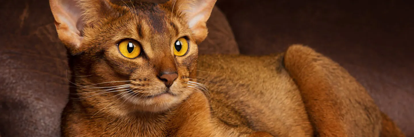 Ruby Abyssinian Abyssinian