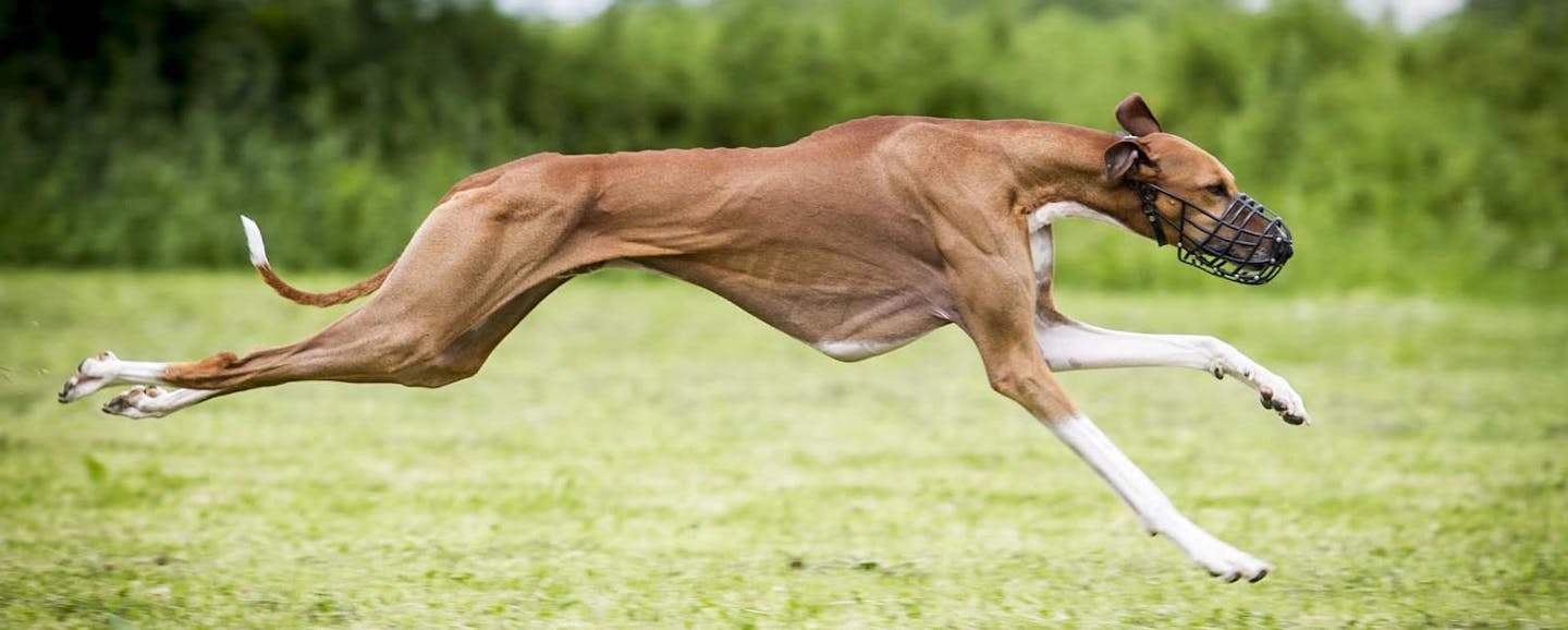 Azawakh: The Essential Breed Guide | Pets4You