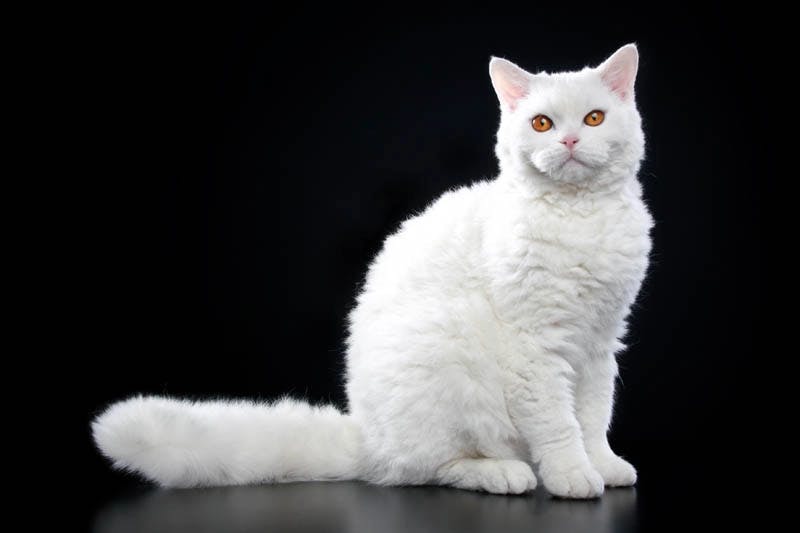 Selkirk Rex