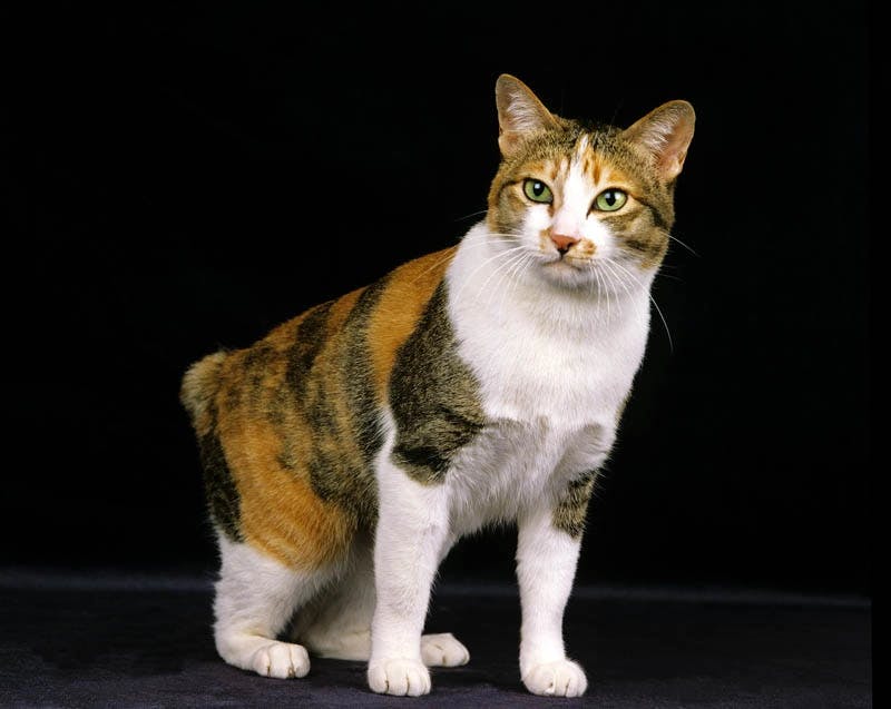 Japanese Bobtail