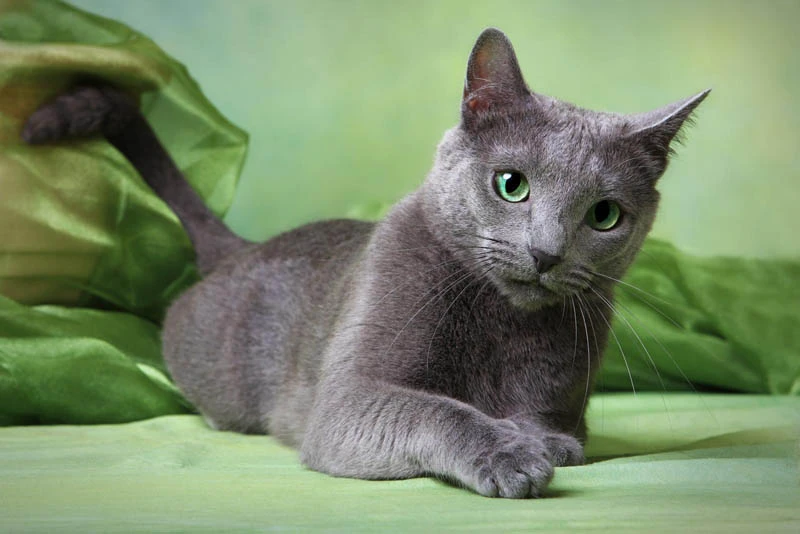 11 Best Hypoallergenic Cat Breeds | Pets4you