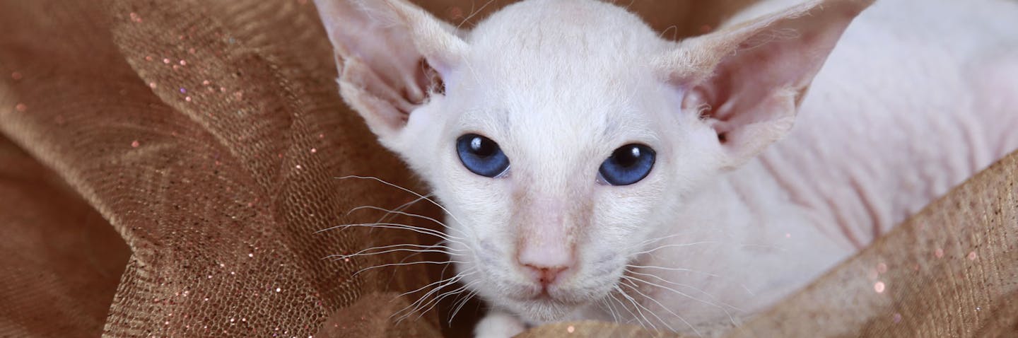 Petersburg Sphynx or Peterbald Cat Personality and Behavior - PetTime(2025)