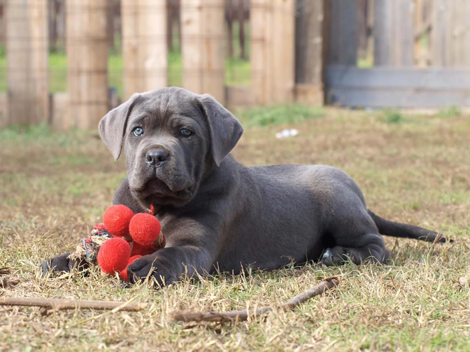 Cane Corso The Essential Breed Guide Pets4You