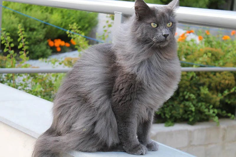 Nebelung cat