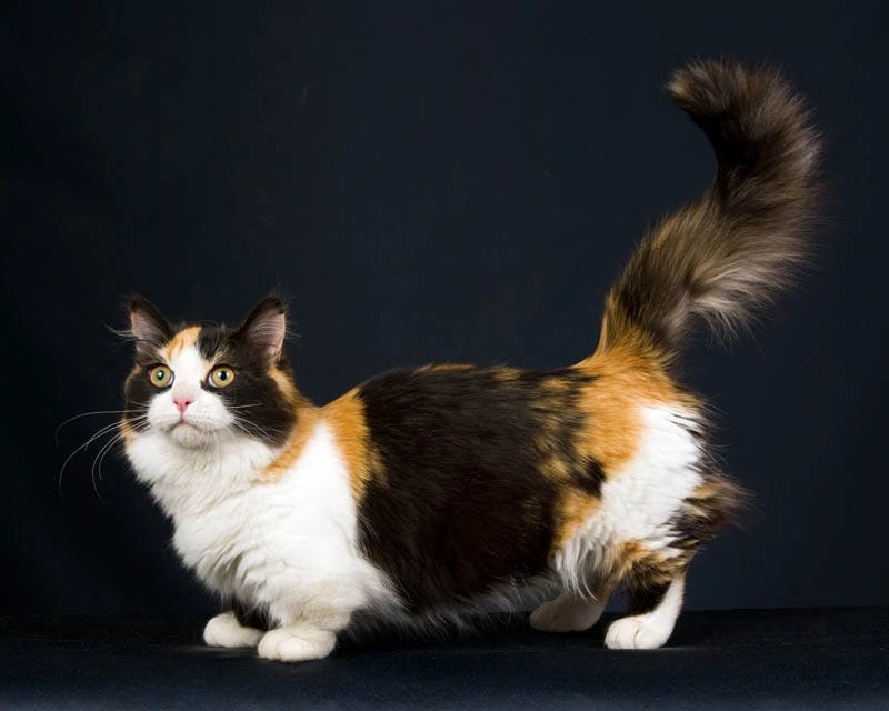 Munchkin cat