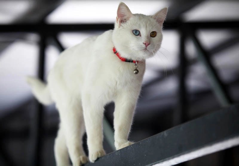 Turkish Van