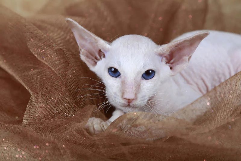 Peterbald cat