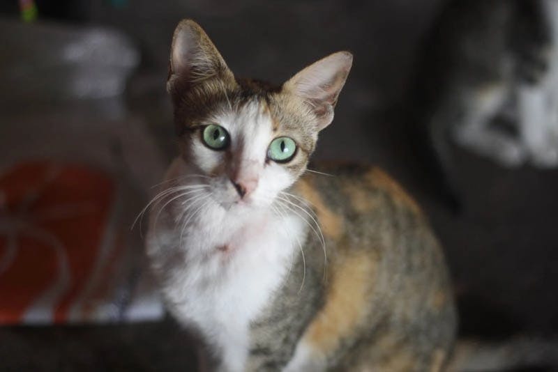 Javanese cat