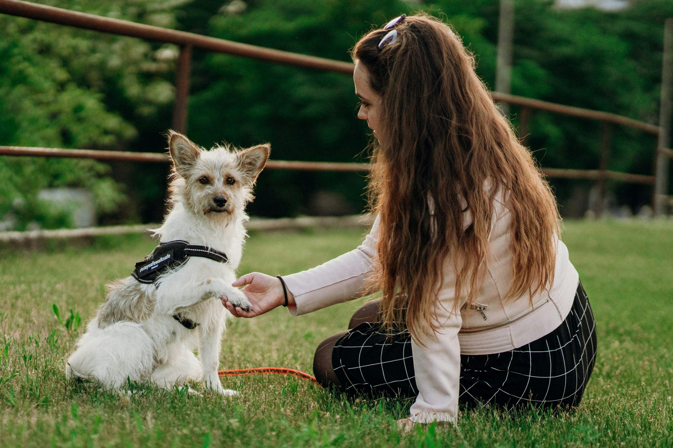 Consider These 11 Things Before You Bring a Dog Home