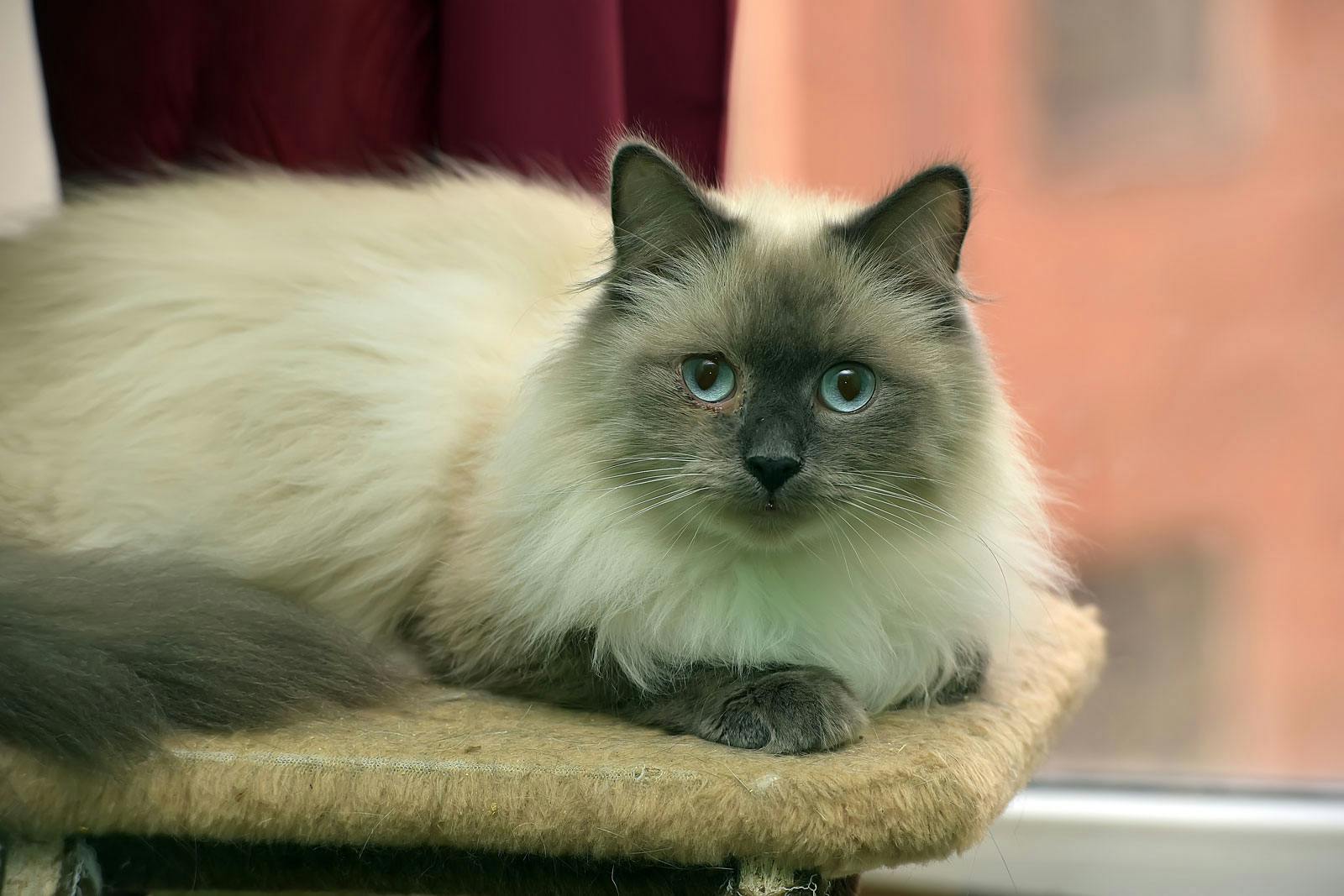 Himalayan Cat