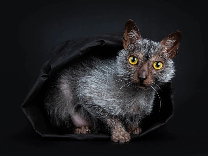 Lykoi