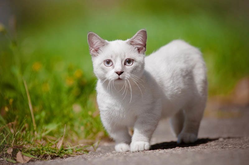 Munchkin cat