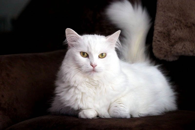 Turkish Angora