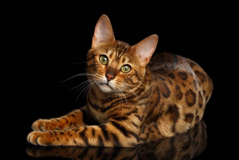 Bengal cat