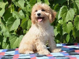 Cavapoo puppy