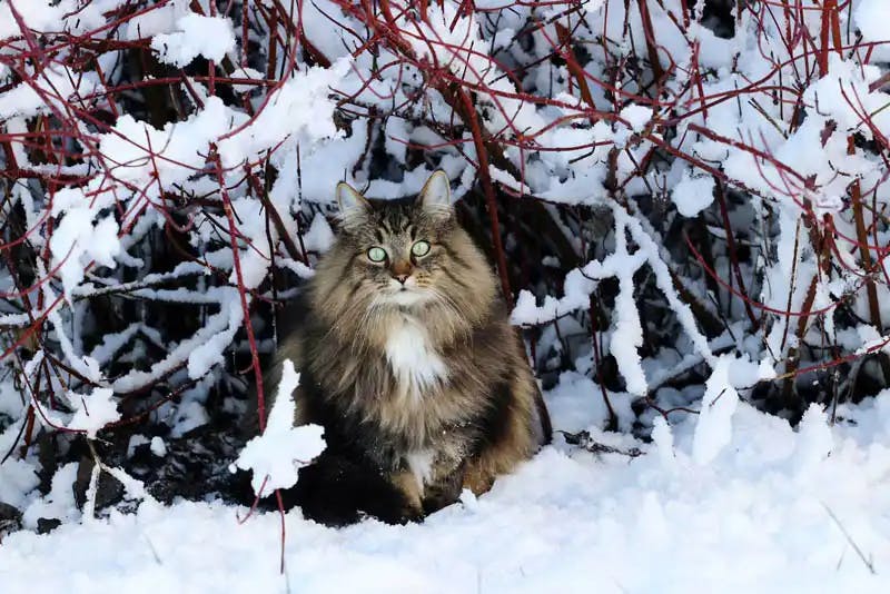 Norwegian Forest Cat