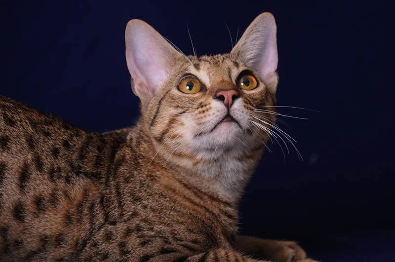 Ocicat